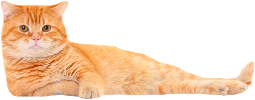 large-orange-cat