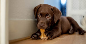 brown lab puppy w bone