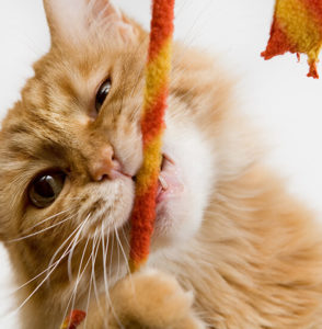 cat chewing on rope