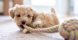 small dog with rope