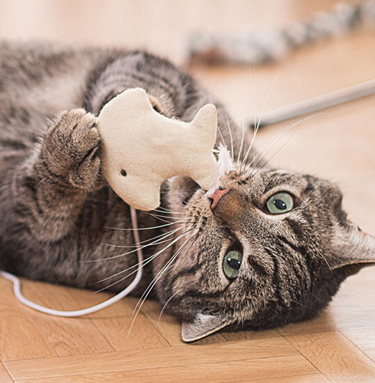 cat playing w toy