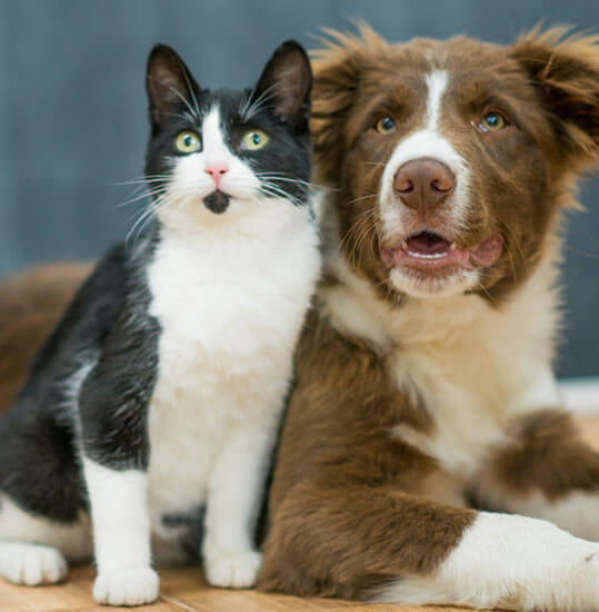 Cat and dog at their veterinarian near Kingsport, TN