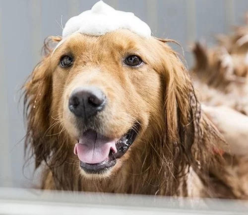 How to get your dog to love bath time