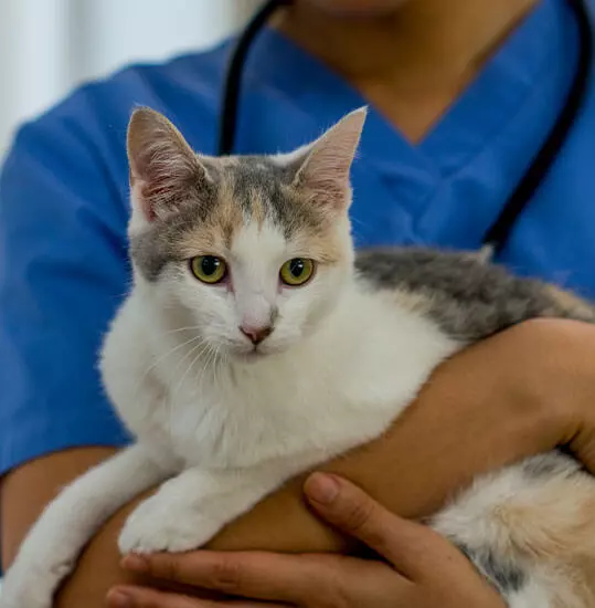 a vet holding a cat in their arms