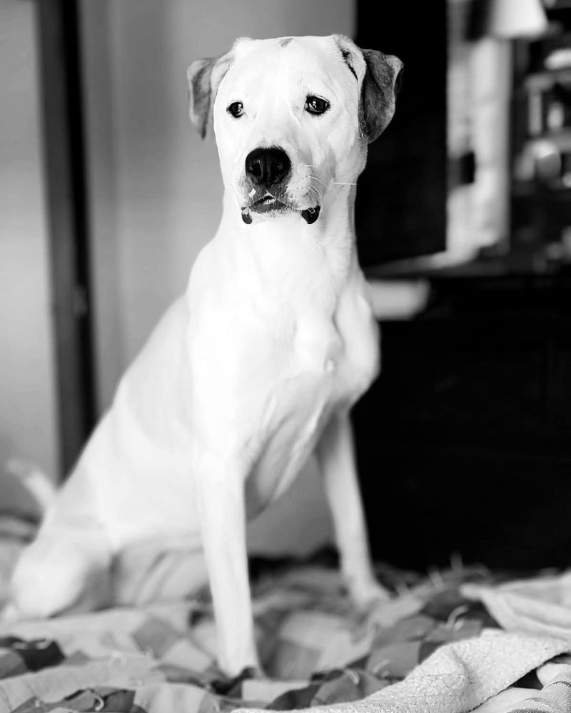 A black and white photo of a dog sitting on a bed