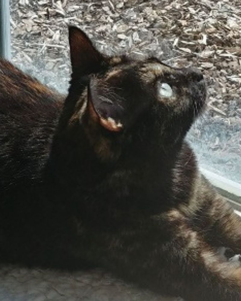 A cat laying on the floor looking out the window