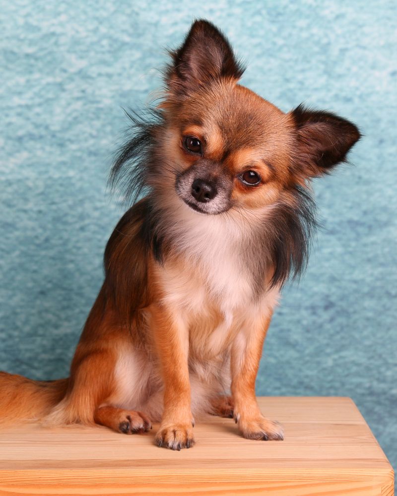 A small chihuahua dog sitting on top of a wooden table