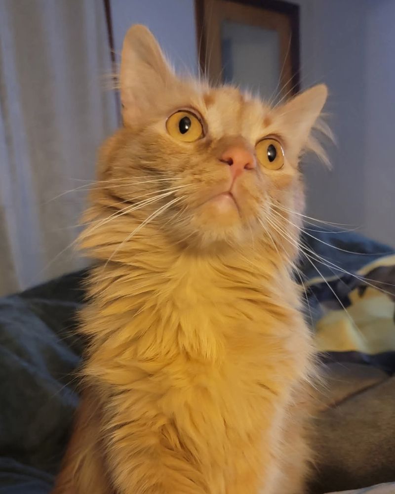 An orange cat sitting on top of a bed