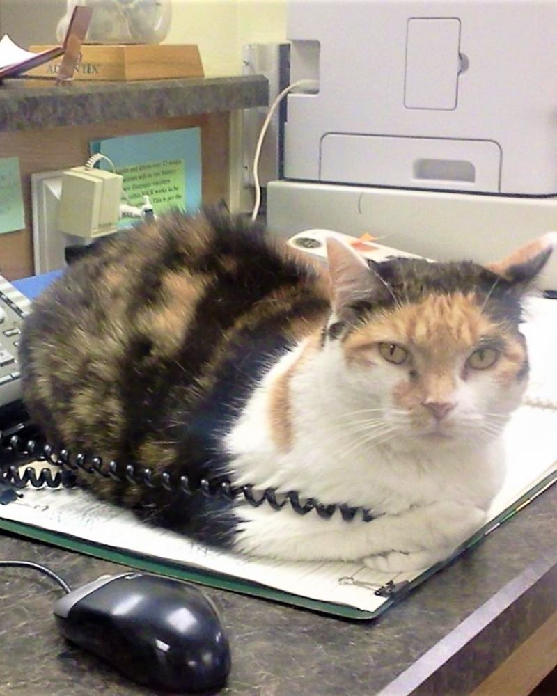a calico cat sitting on top of a desk