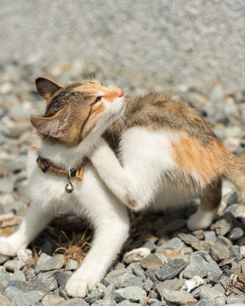 a cat playing with its tail on the ground