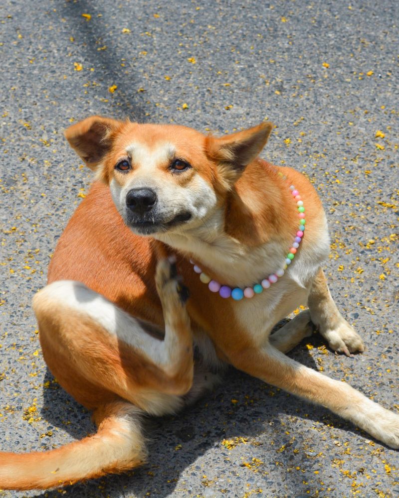 a dog sitting on the ground