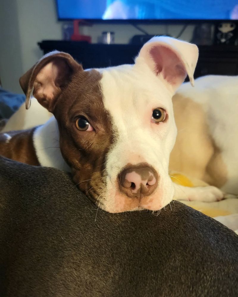 dogs laying on top of each other