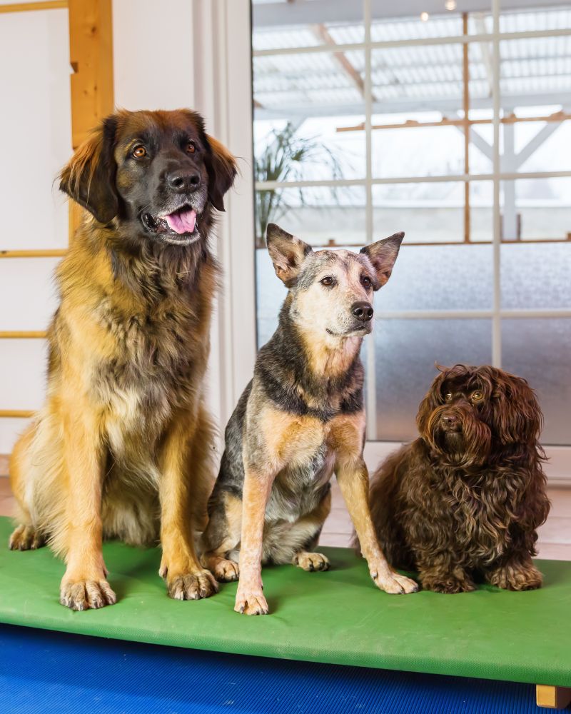 three dogs sitting on a mat in front of a door