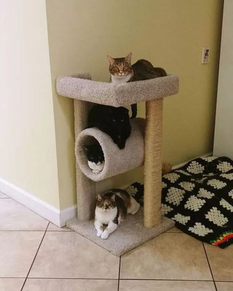 two cats are sitting on top of a cat tree