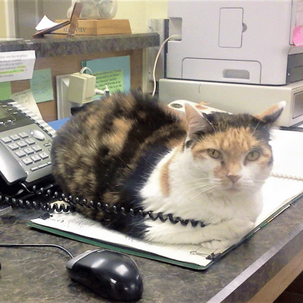 cat sitting on the reception desk of a veterinary hospital