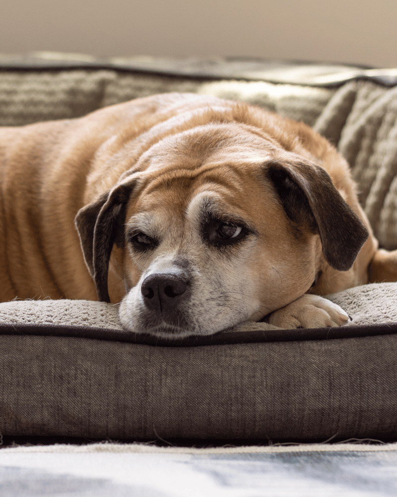 senior dog laying on a dog bed