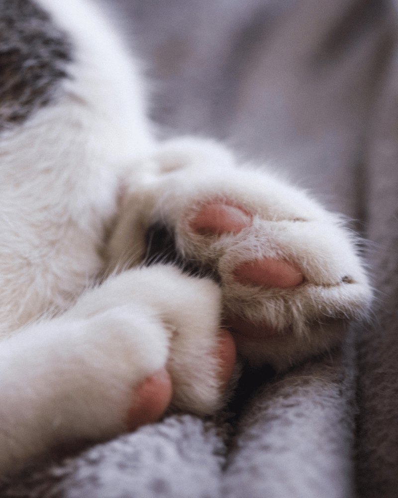 closeup of cat paws