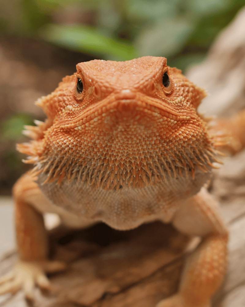 closeup of a bearded dragon