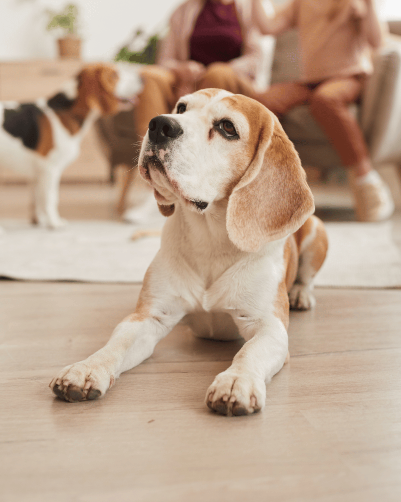 senior dog laying down