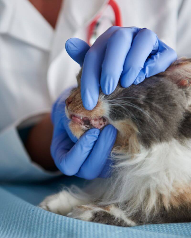 An orange cat sitting on the floor looking up at the camera