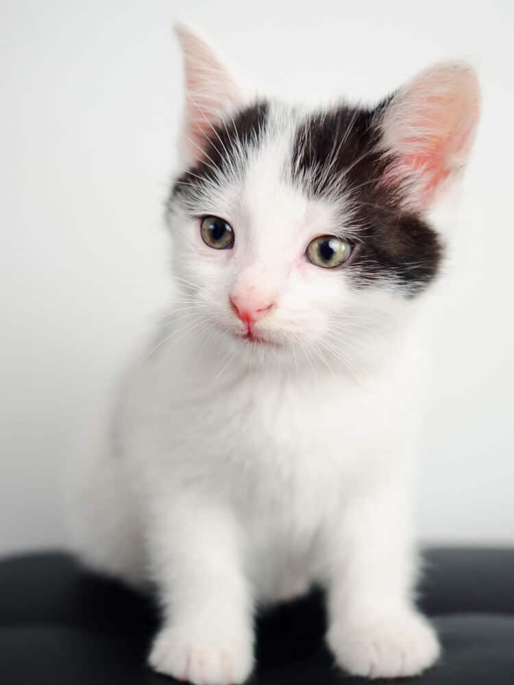 An orange kitten sitting on top of a table