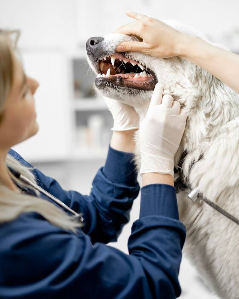 A dog sitting on the ground with its tongue out