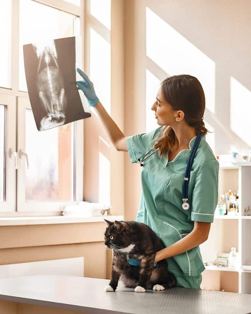 a black and white photo of a dog laying on a couch