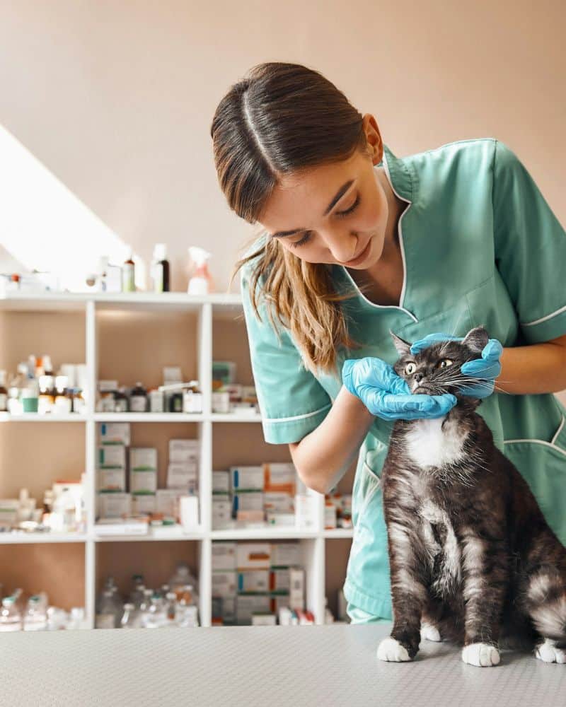 a black and white photo of a cat in the dark
