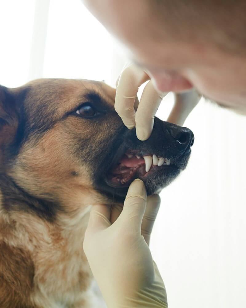 an orange tabby cat playing with a piece of yarn